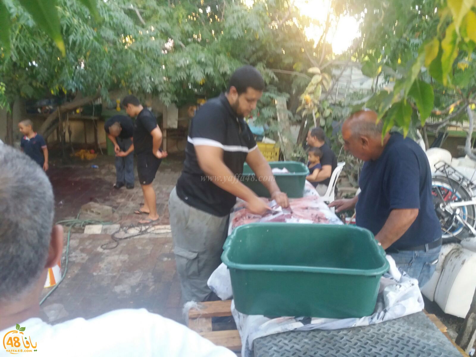 3jel jam3iya yaffa (3).jpg